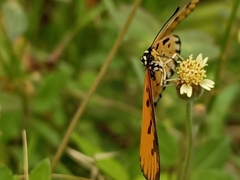 Acraea terpsicore