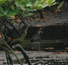 Amaurornis phoenicurus