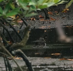 Amaurornis phoenicurus