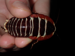 Polyzosteria pulchra