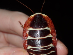 Polyzosteria pulchra