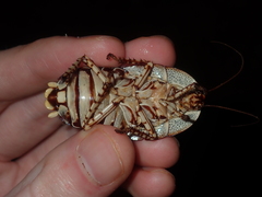 Polyzosteria pulchra