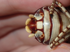 Polyzosteria pulchra