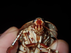 Polyzosteria pulchra