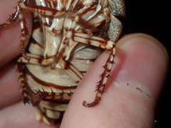 Polyzosteria pulchra