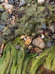 Rhithropanopeus harrisii