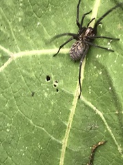 Eratigena atrica