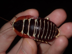 Polyzosteria pulchra