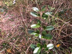 Jasminum didymum racemosum