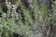 Dicerothamnus rhinocerotis