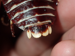 Polyzosteria pulchra