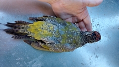 Picus viridis