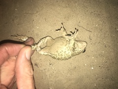 Bufotes viridis viridis