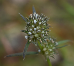 Spermacoce brachystema