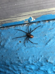 Latrodectus hasselti