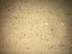 Bufotes viridis viridis