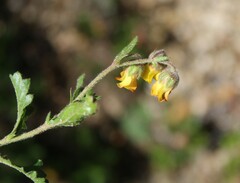Hermannia grossularifolia