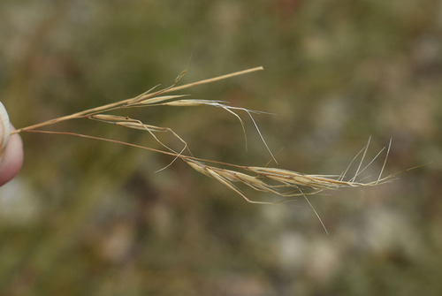 Aristida utilis