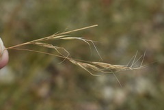 Aristida utilis