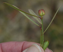 Microstachys chamaelea