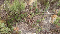 Arctotis angustifolia