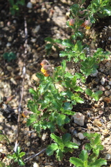 Hermannia grossularifolia