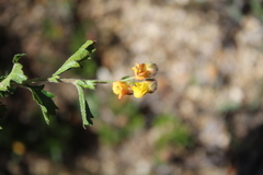 Hermannia grossularifolia