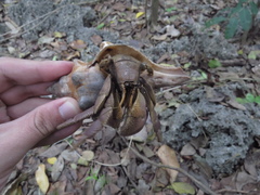 Coenobita brevimanus