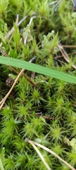Dicranum polysetum