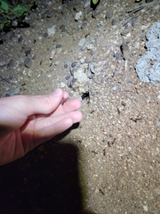 Novomessor albisetosus