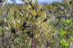 Searsia angustifolia