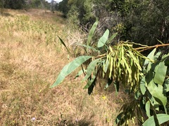 Acacia falcata