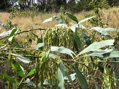 Acacia falcata