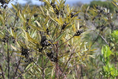 Searsia angustifolia