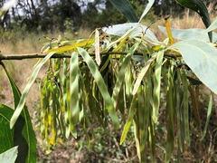 Acacia falcata