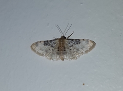 Idaea filicata