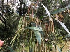 Acacia falcata