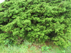 Juniperus brevifolia