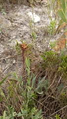 Arctotis angustifolia