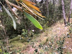 Acacia falcata