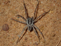 Lycosinae