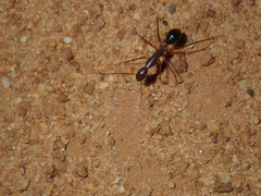 Camponotus rufus