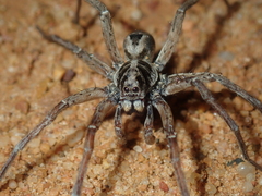 Lycosinae