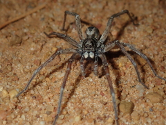 Lycosinae