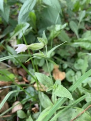 Silene latifolia alba