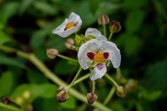 Sagittaria montevidensis