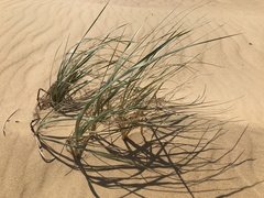 Leymus racemosus