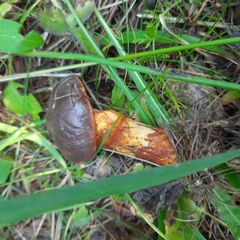 Suillus clintonianus