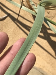 Leymus racemosus