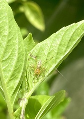 Oxyopes